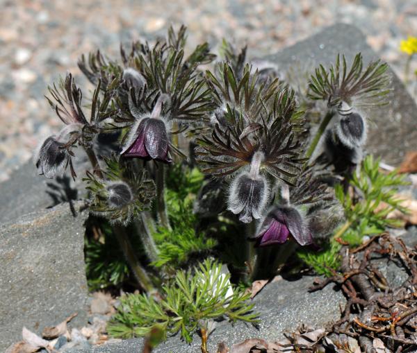 Plant Of The Month For February 2015 | North American Rock Garden Society